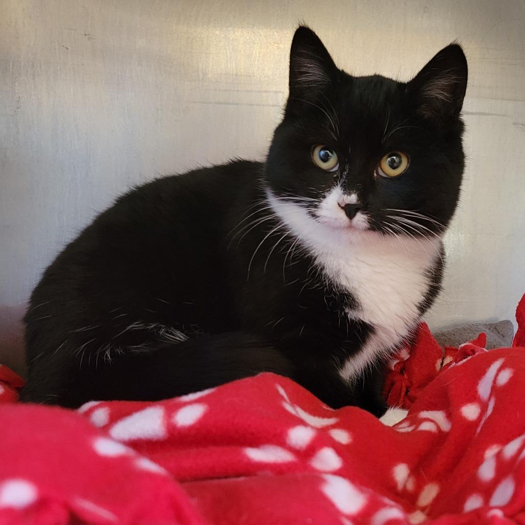 Enlarge Cookie, a Adoptable Domestic Short Hair in Nashville, IN image 4/4