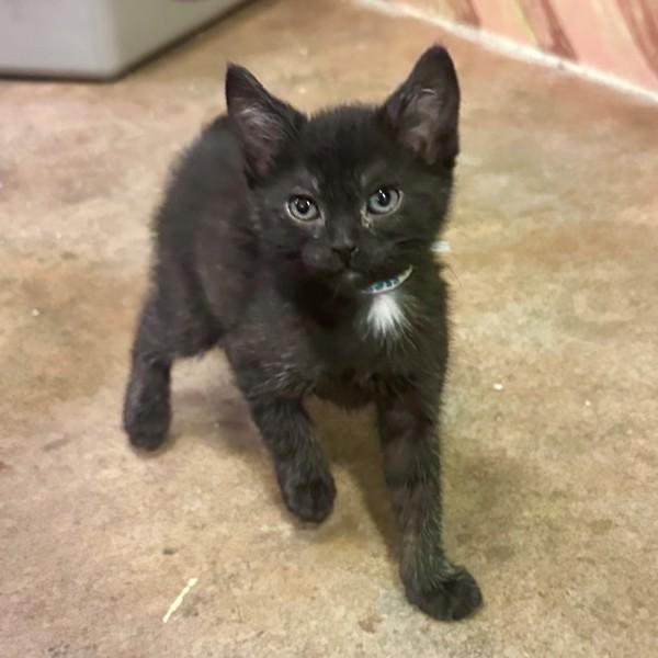 Chopper, Adoptable, Kitten Male Domestic Short Hair.