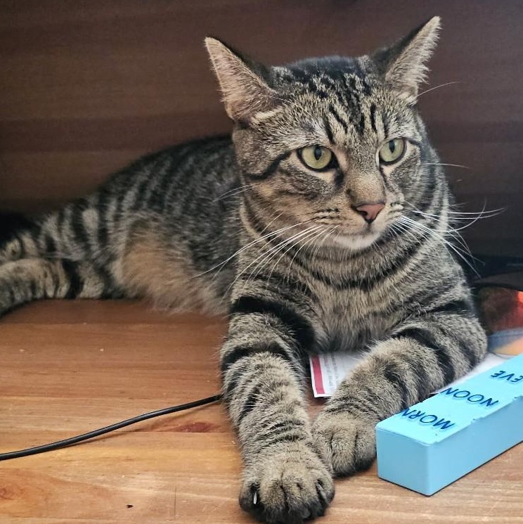 Marcelo, Young Male Domestic Short Hair