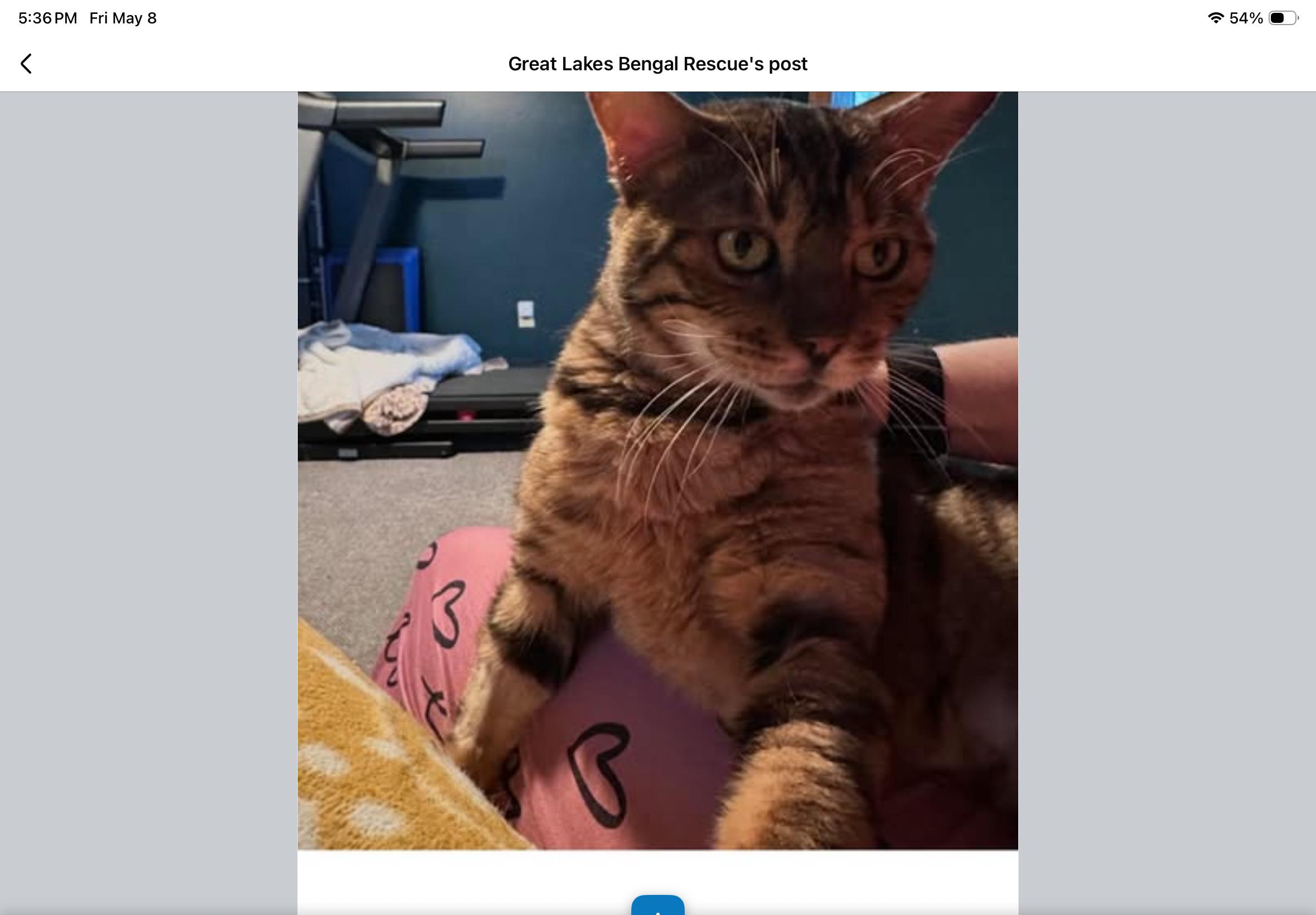 Bridgerton  -IN, ADOPTABLE, Adult Male Bengal.