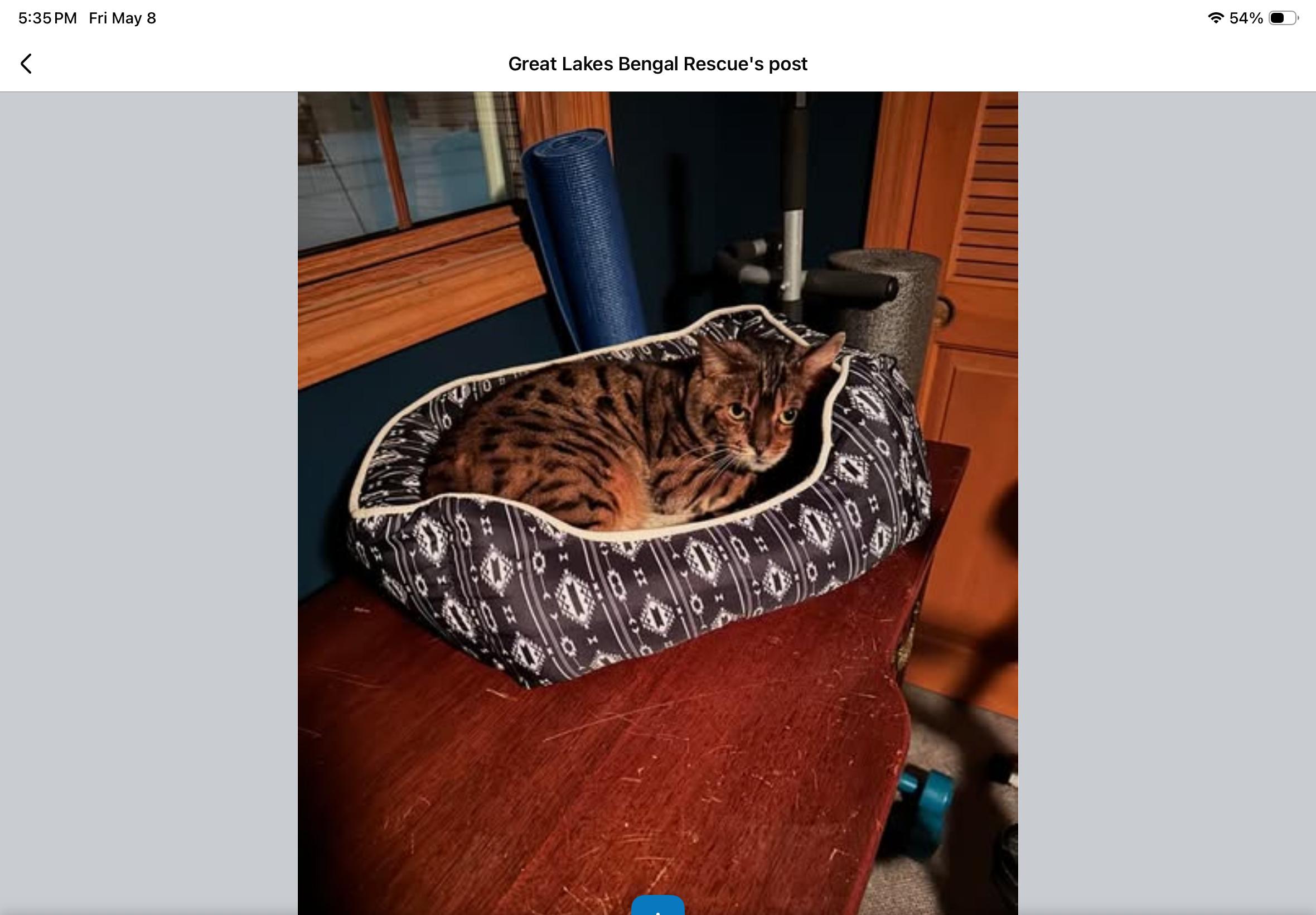 Bridgerton -IN, a ADOPTABLE Bengal in Louisville, KY image 2/3