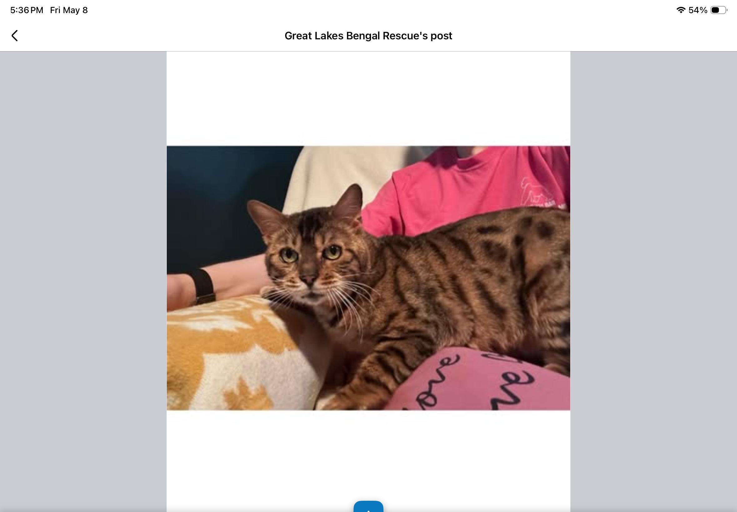 Bridgerton -IN, a ADOPTABLE Bengal in Louisville, KY image 3/3