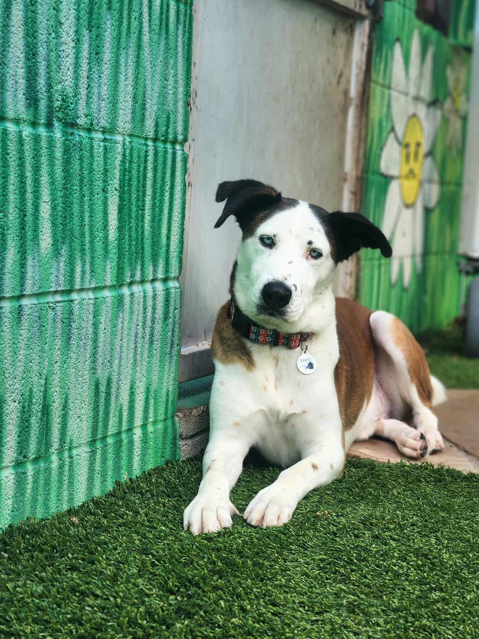 Banksy, a Adoptable mixed breed in Phoenix, AZ image 2/6