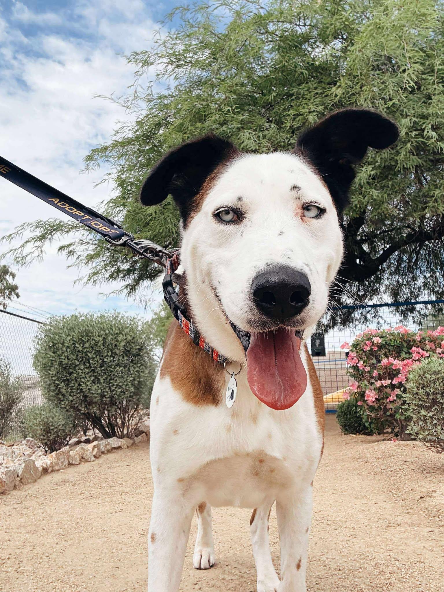 Banksy, a Adoptable mixed breed in Phoenix, AZ image 4/6