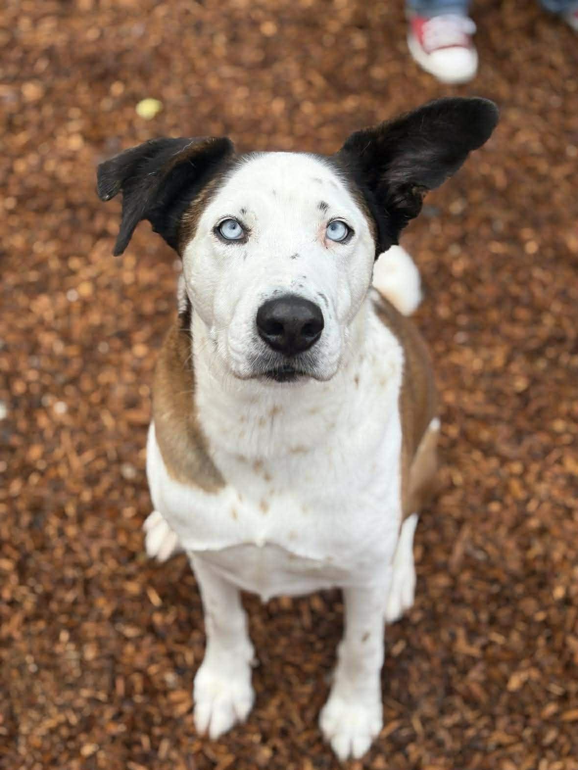 Banksy, a Adoptable mixed breed in Phoenix, AZ image 1/6