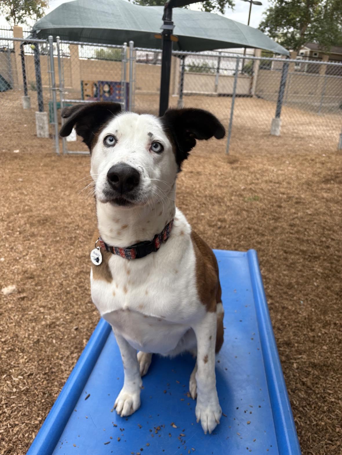 Enlarge Banksy, a Adoptable mixed breed in Phoenix, AZ image 6/6