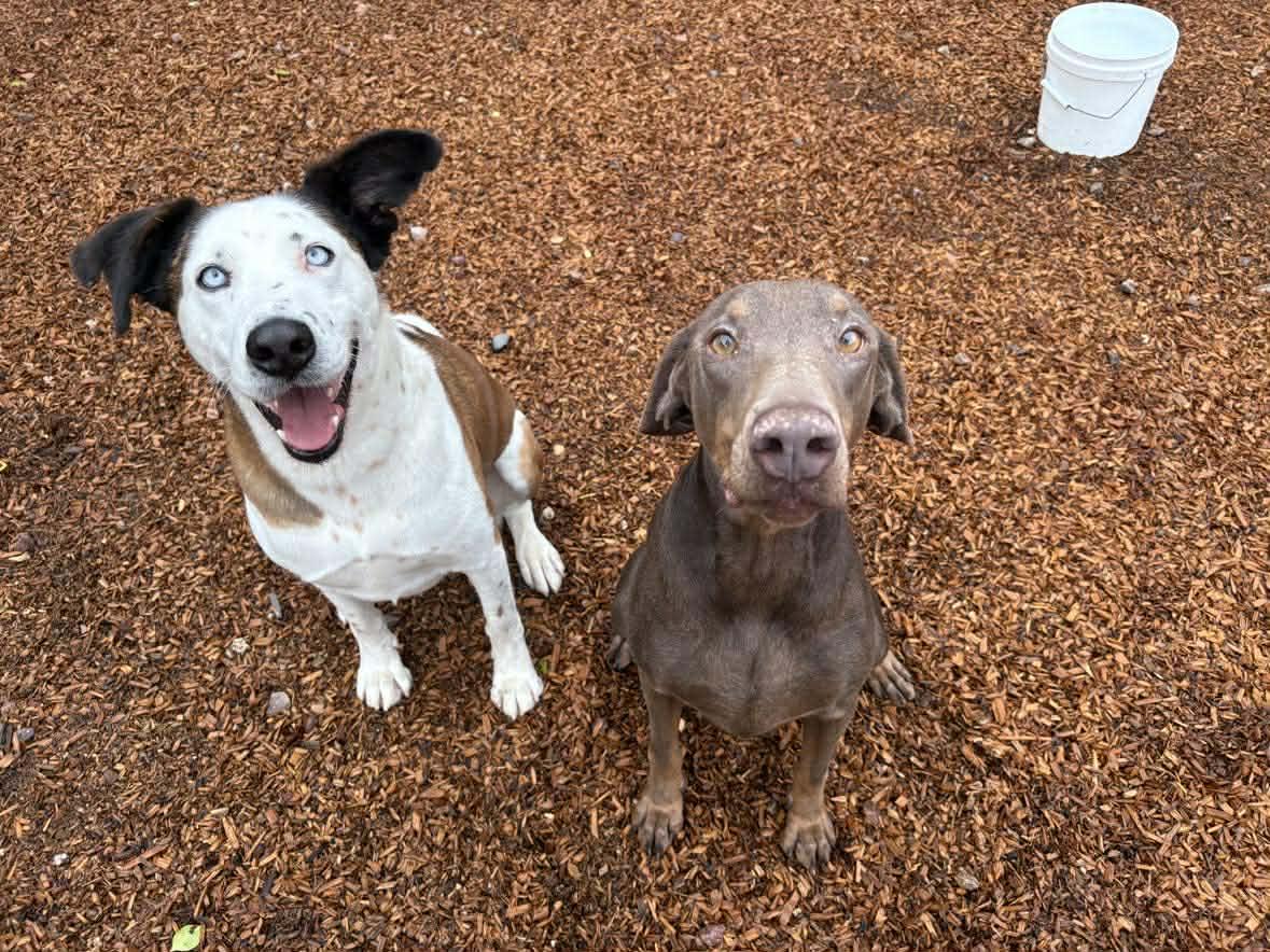 Banksy, a Adoptable mixed breed in Phoenix, AZ image 3/6
