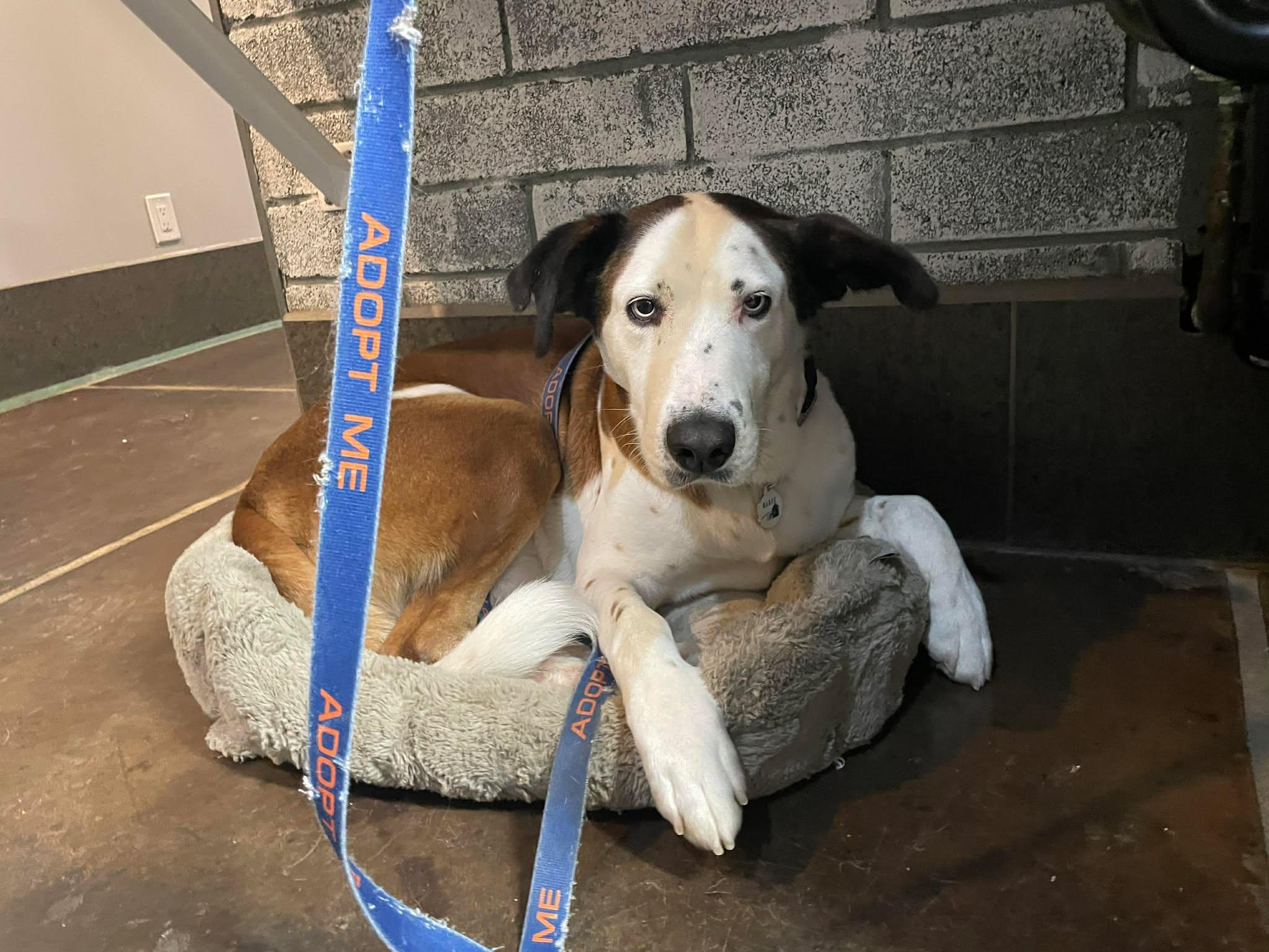 Enlarge Banksy, a Adoptable mixed breed in Phoenix, AZ image 2/6