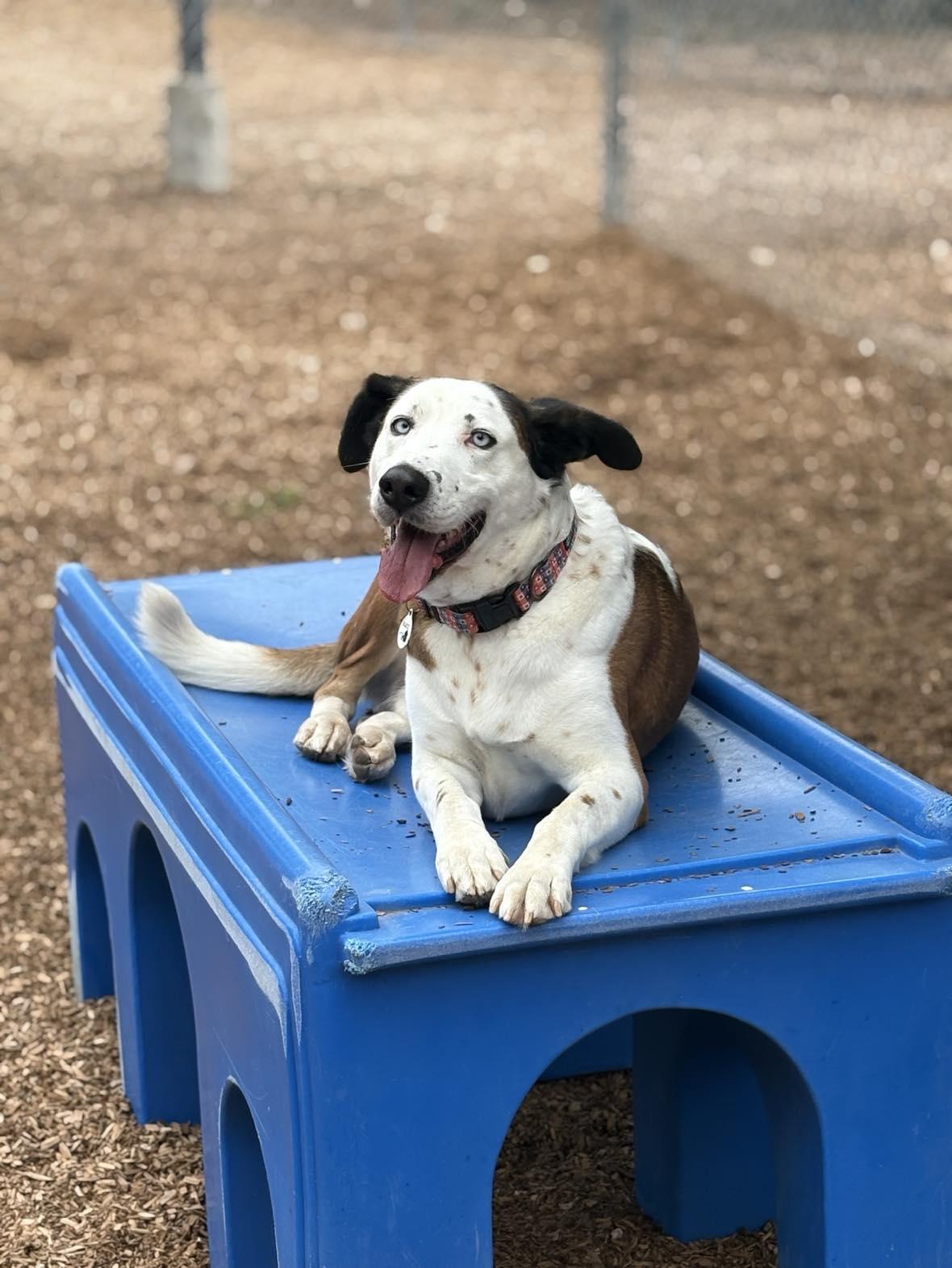Banksy, Adoptable, Adult Male Husky & Australian Cattle Dog / Blue Heeler.