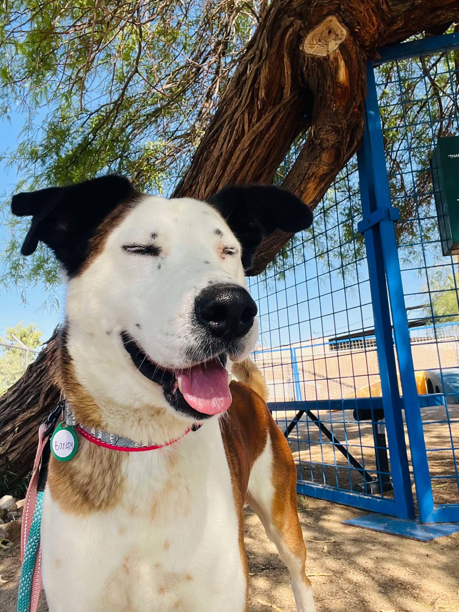 Banksy, a Adoptable mixed breed in Phoenix, AZ image 5/6