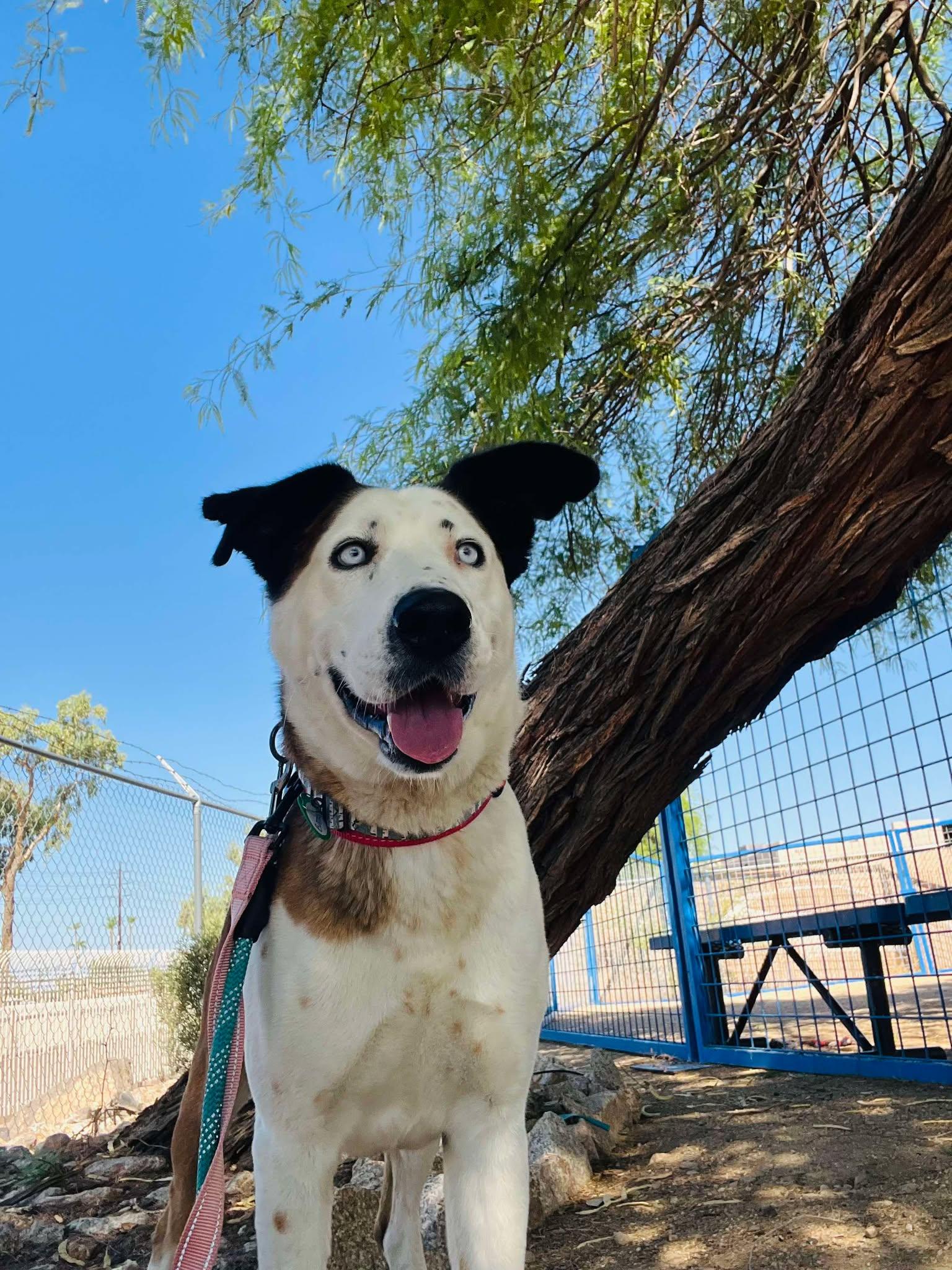 Banksy, a Adoptable mixed breed in Phoenix, AZ image 6/6
