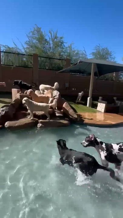 Enlarge Banksy, a Adoptable mixed breed in Phoenix, AZ video 6/6