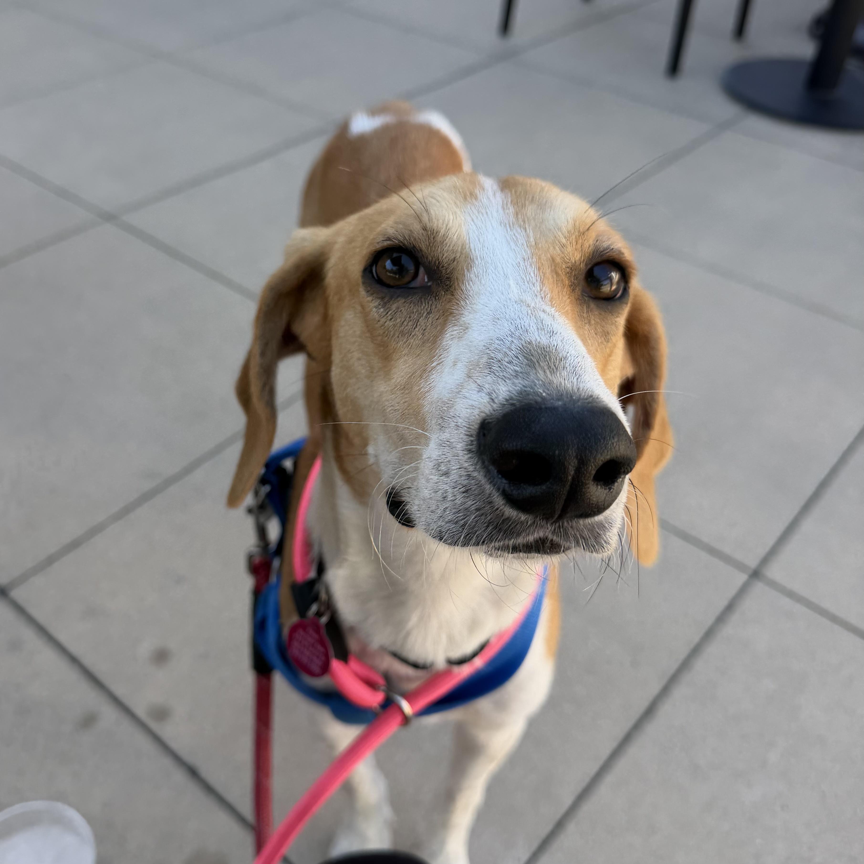 Archie, Adoptable, Young Male Hound.