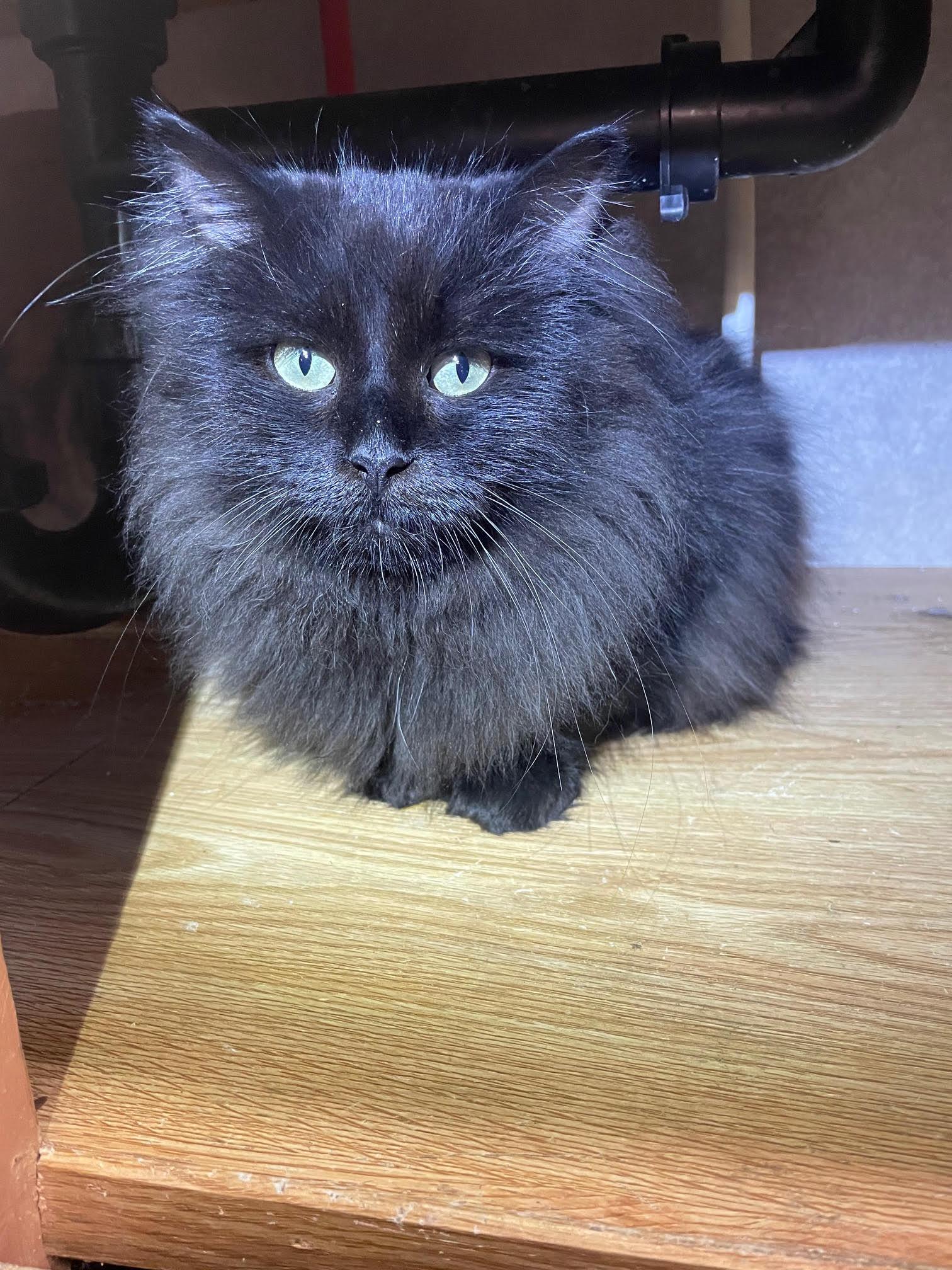 Enlarge Casper, a Adopted Domestic Long Hair in Island Lake, IL image 1/1