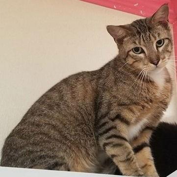 Change, Adoptable, Senior Male Domestic Short Hair.