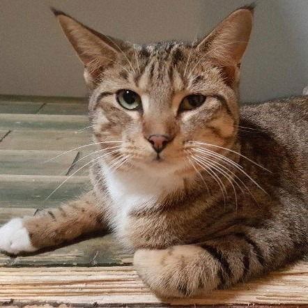 Change, a Adoptable Domestic Short Hair in Dallas, TX image 2/3