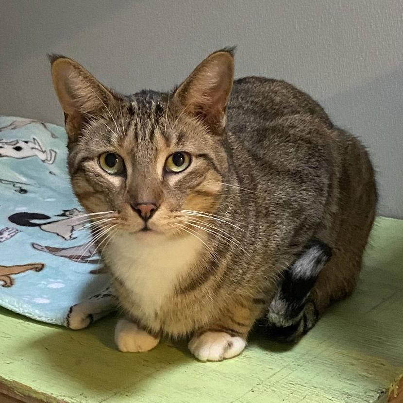 Change, a Adoptable Domestic Short Hair in Dallas, TX image 3/3