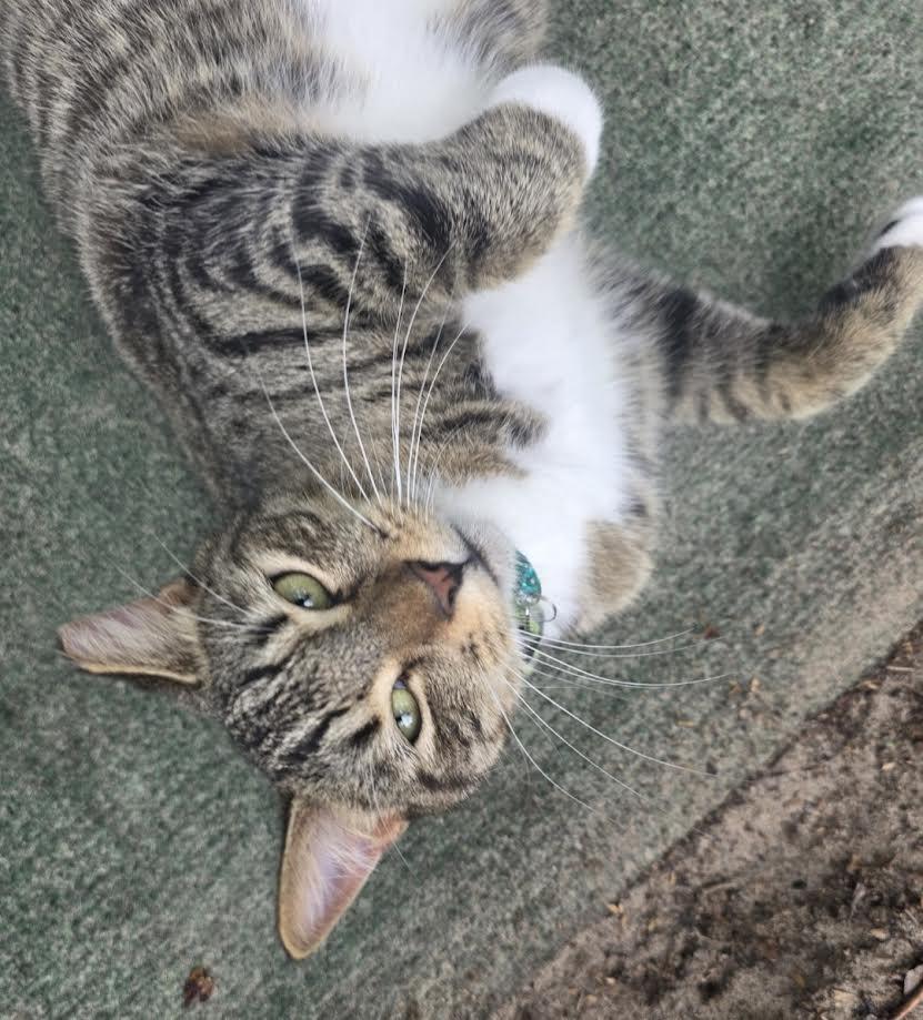 Finn