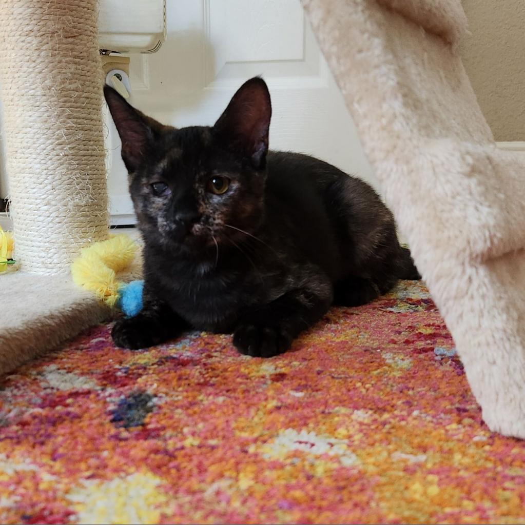 Ginger, Adoptable, Adult Female Domestic Short Hair.