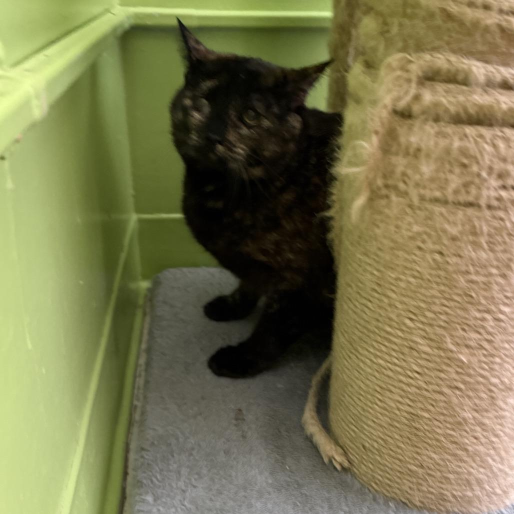 Ginger, a Adoptable Domestic Short Hair in Fresno, CA image 2/4