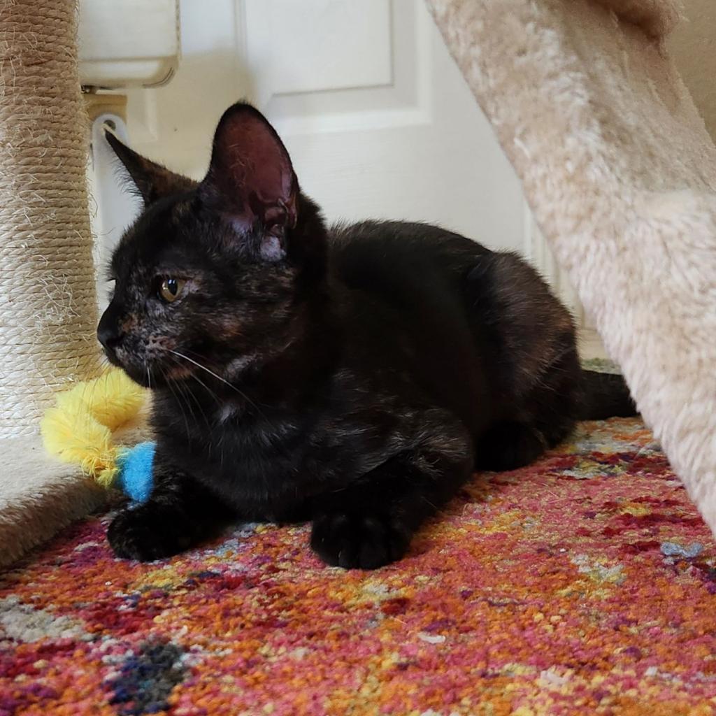 Ginger, a Adoptable Domestic Short Hair in Fresno, CA image 3/4