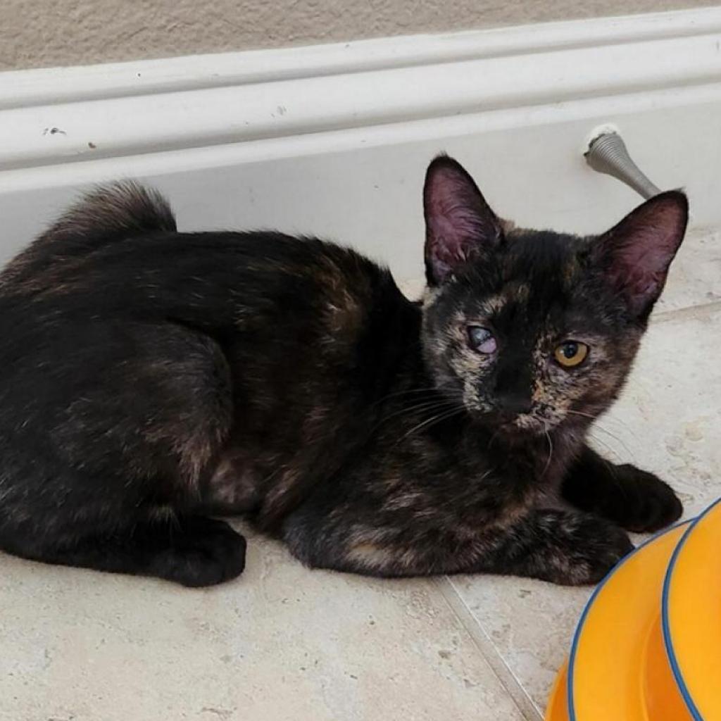 Ginger, a Adoptable Domestic Short Hair in Fresno, CA image 4/4