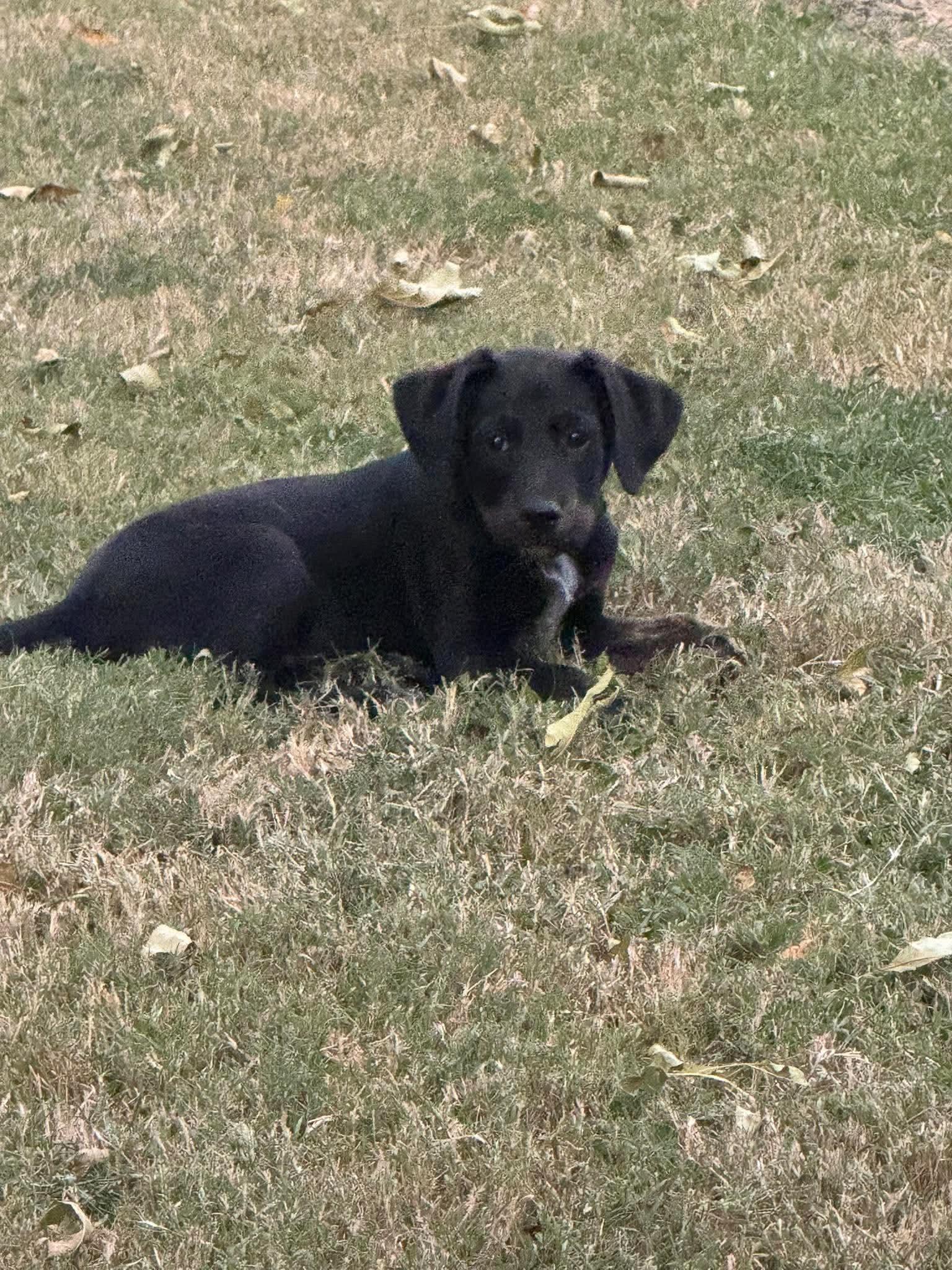 Enlarge Salem, a Adoptable mixed breed in Lee, NH image 4/6