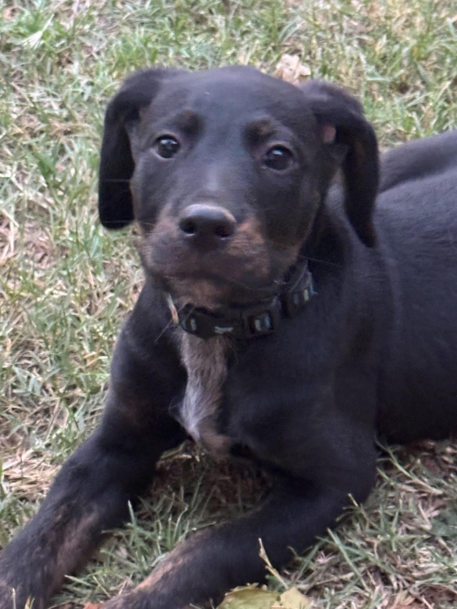 Salem, Adoptable, Puppy Male Mixed Breed.