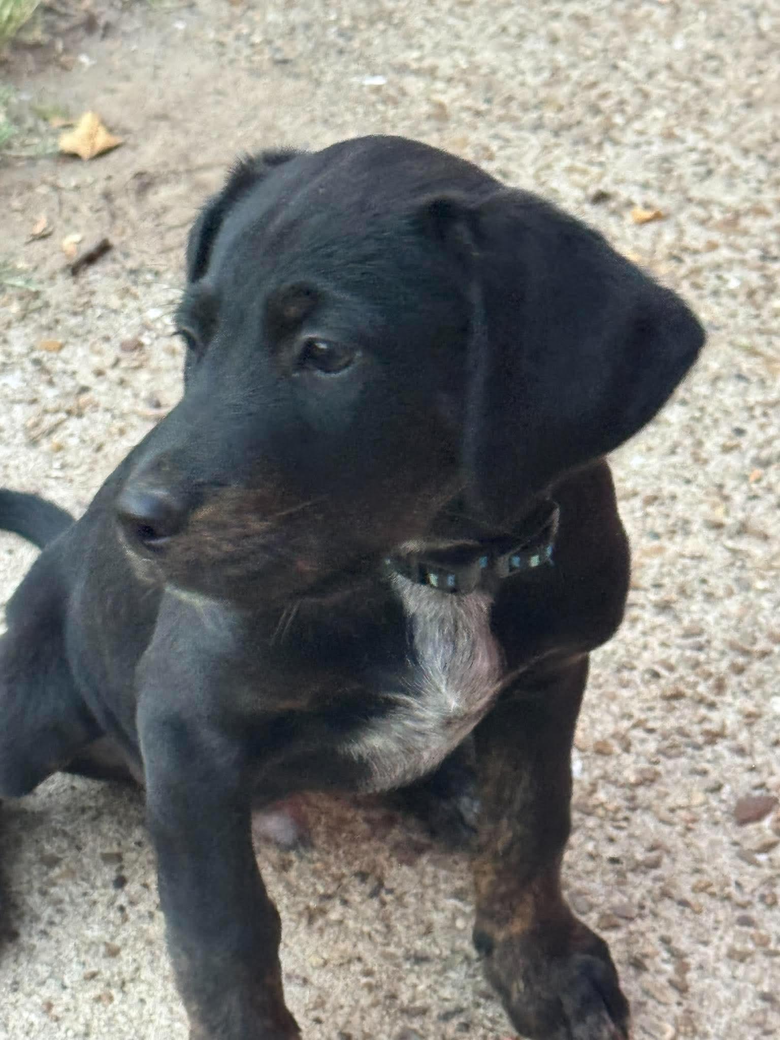 Enlarge Salem, a Adoptable mixed breed in Lee, NH image 3/6