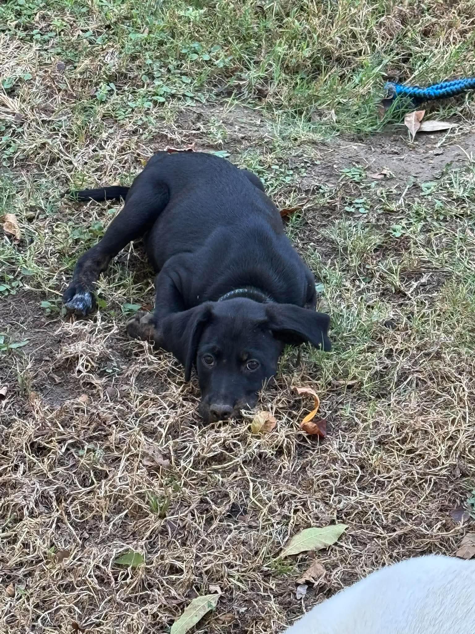 Enlarge Salem, a Adoptable mixed breed in Lee, NH image 6/6