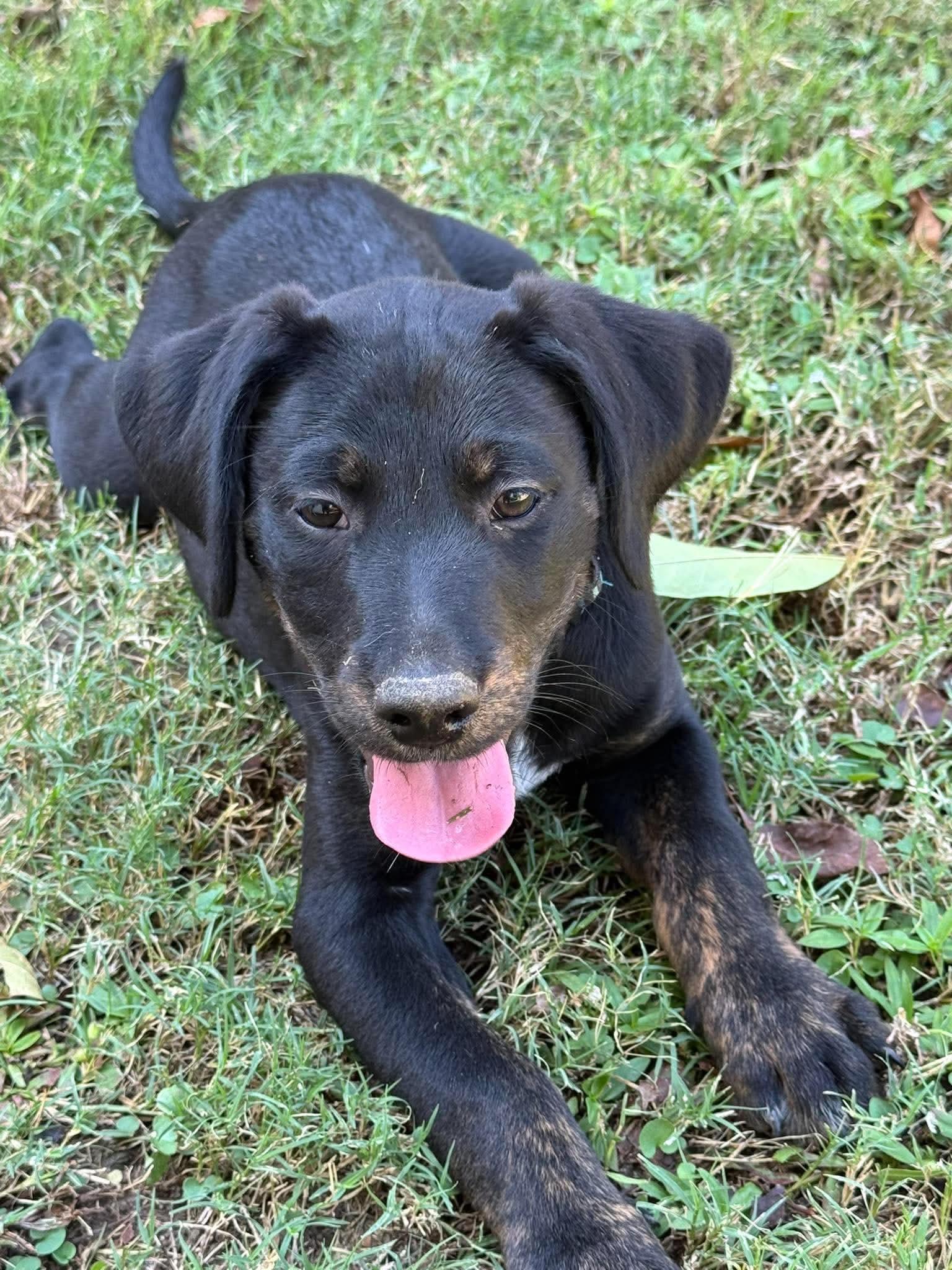 Enlarge Salem, a Adoptable mixed breed in Lee, NH image 2/6