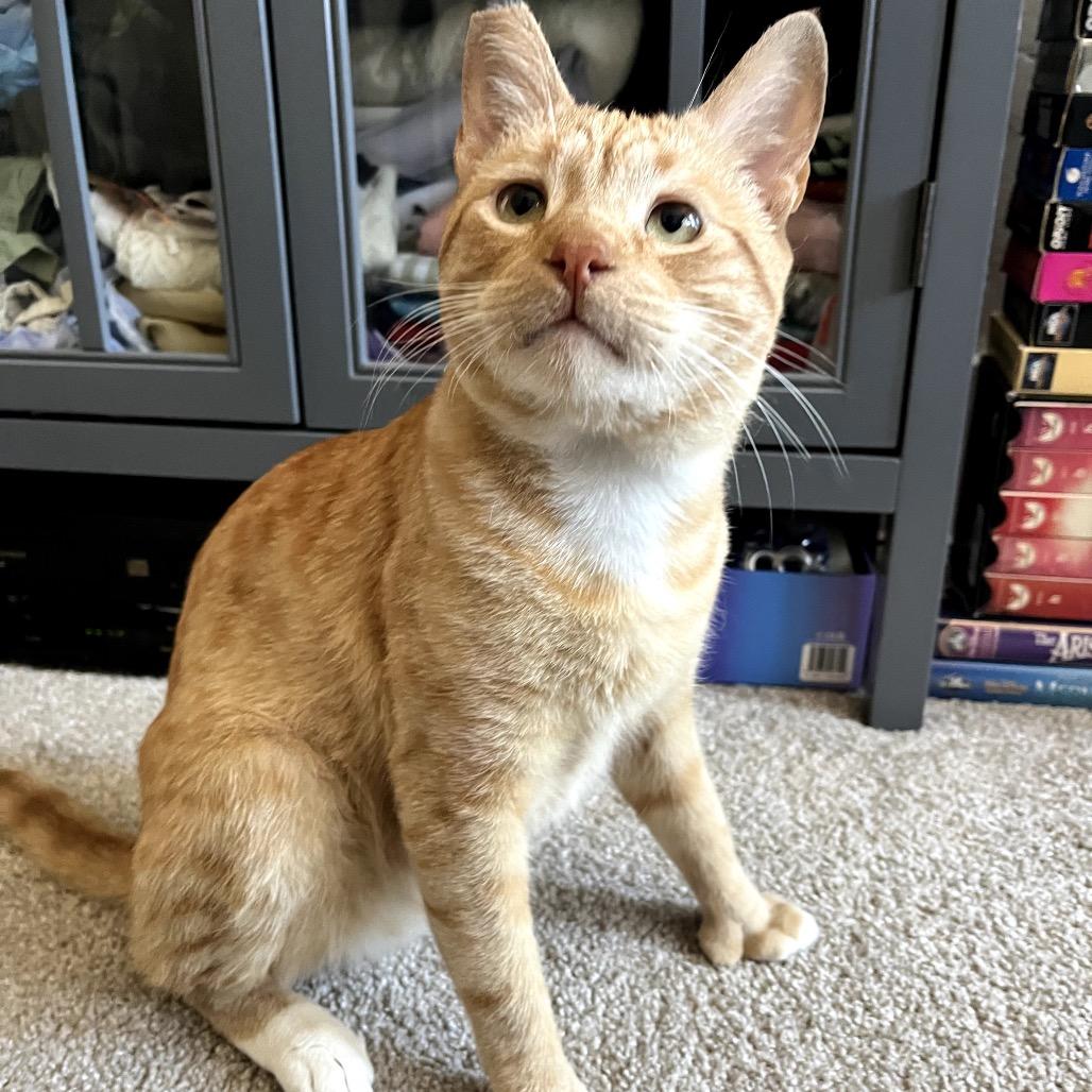 Enlarge Biscuit, a Adoptable Domestic Short Hair in Pacific Palisades, CA image 1/6