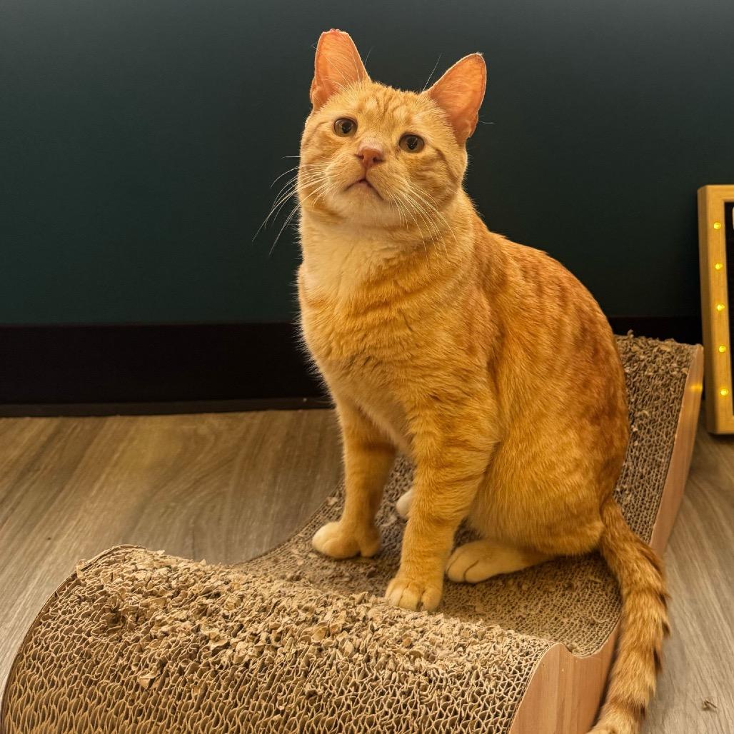Enlarge Biscuit, a Adoptable Domestic Short Hair in Pacific Palisades, CA image 2/6