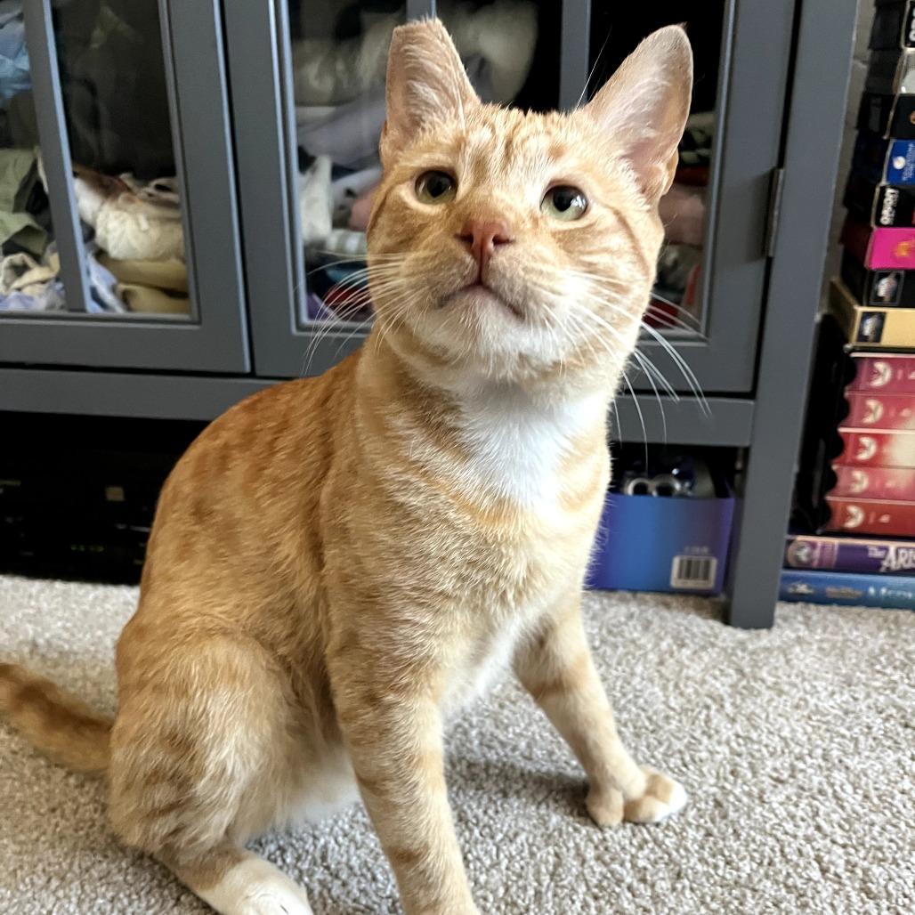Enlarge Biscuit, a Adoptable Domestic Short Hair in Pacific Palisades, CA image 3/6