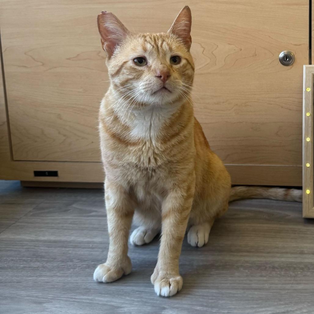 Enlarge Biscuit, a Adoptable Domestic Short Hair in Pacific Palisades, CA image 4/6