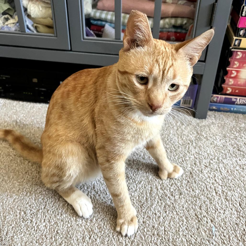 Enlarge Biscuit, a Adoptable Domestic Short Hair in Pacific Palisades, CA image 5/6
