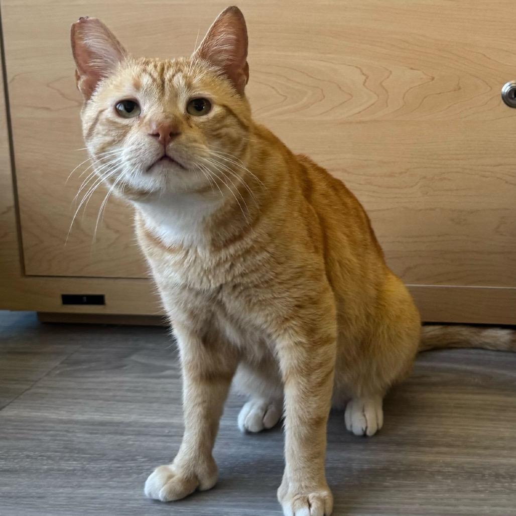 Enlarge Biscuit, a Adoptable Domestic Short Hair in Pacific Palisades, CA image 6/6