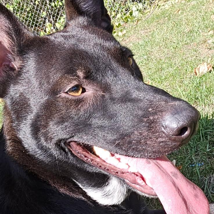 Shadow, Adoptable, Adult Male Shepherd.