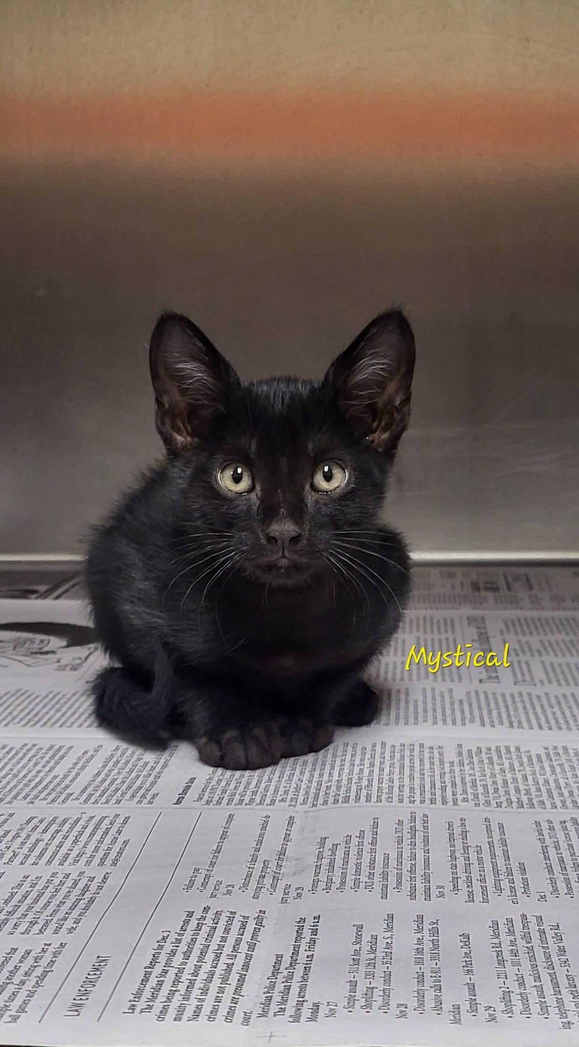 Enlarge Mystical, a Adopted Domestic Short Hair in Meridian , MS image 1/1