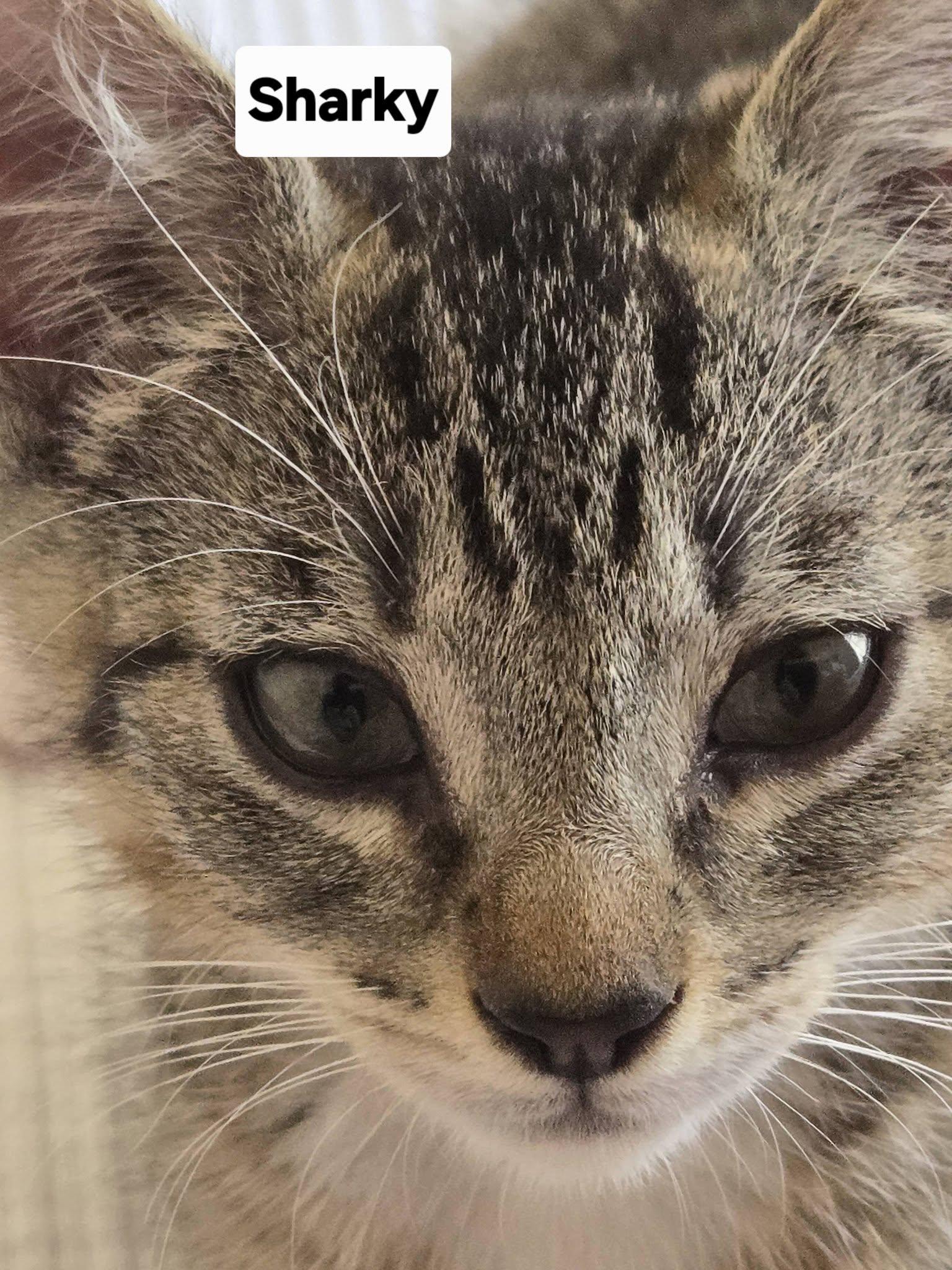 Sharky, ADOPTABLE, Kitten Male Domestic Short Hair.