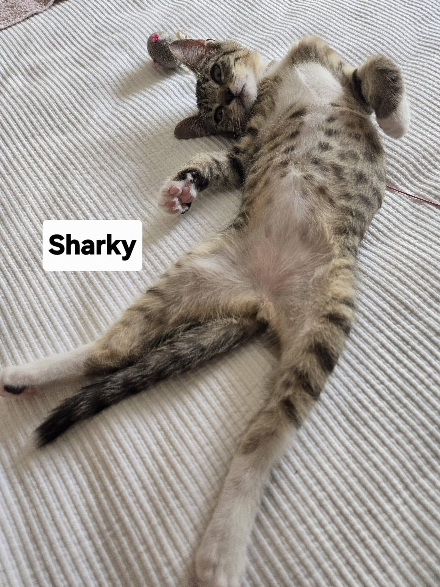 Sharky, a ADOPTABLE Domestic Short Hair in Honolulu, HI image 2/2