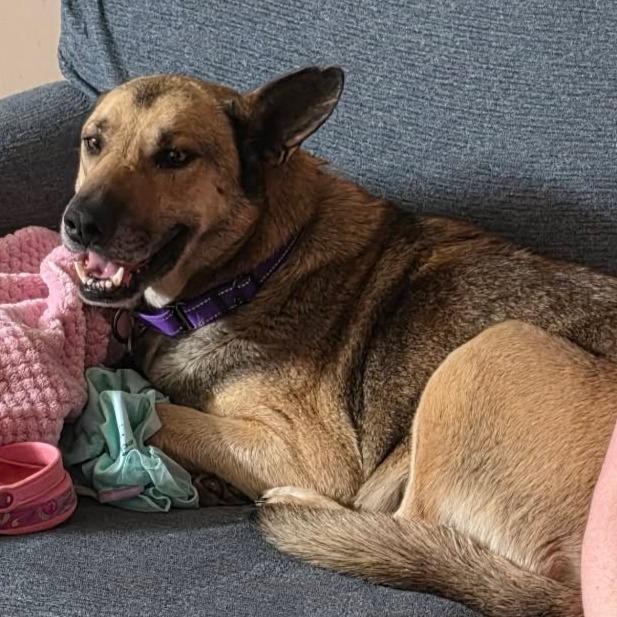 Candy, Adoptable, Adult Female German Shepherd Dog.