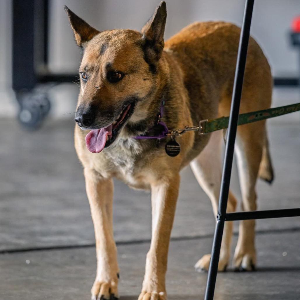 Enlarge Candy, a Adoptable German Shepherd Dog in Tulsa, OK image 2/6