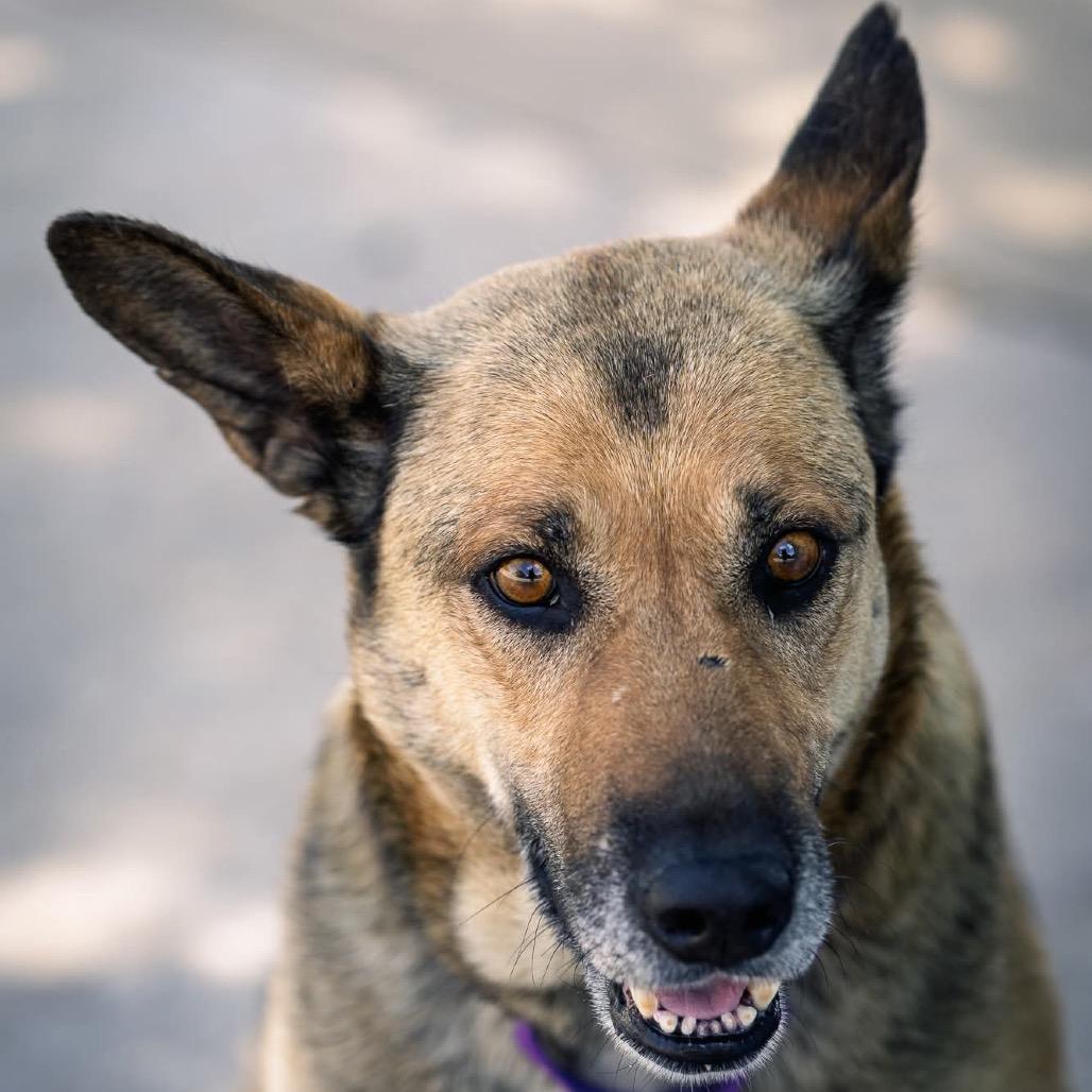 Enlarge Candy, a Adoptable German Shepherd Dog in Tulsa, OK image 3/6