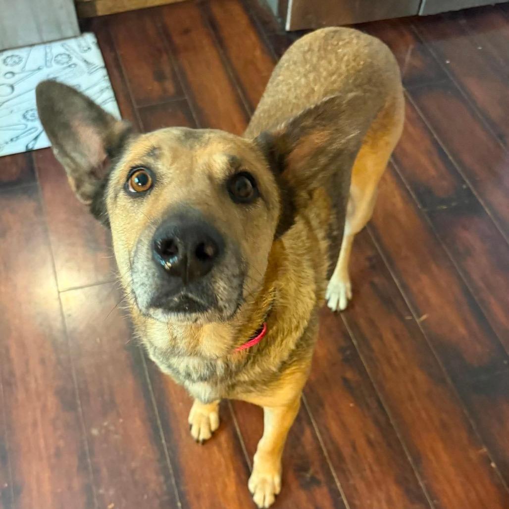Enlarge Candy, a Adoptable German Shepherd Dog in Tulsa, OK image 4/6