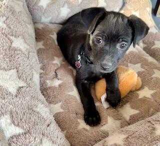 Cookie, a Adoptable mixed breed in Tempe, AZ image 1/2