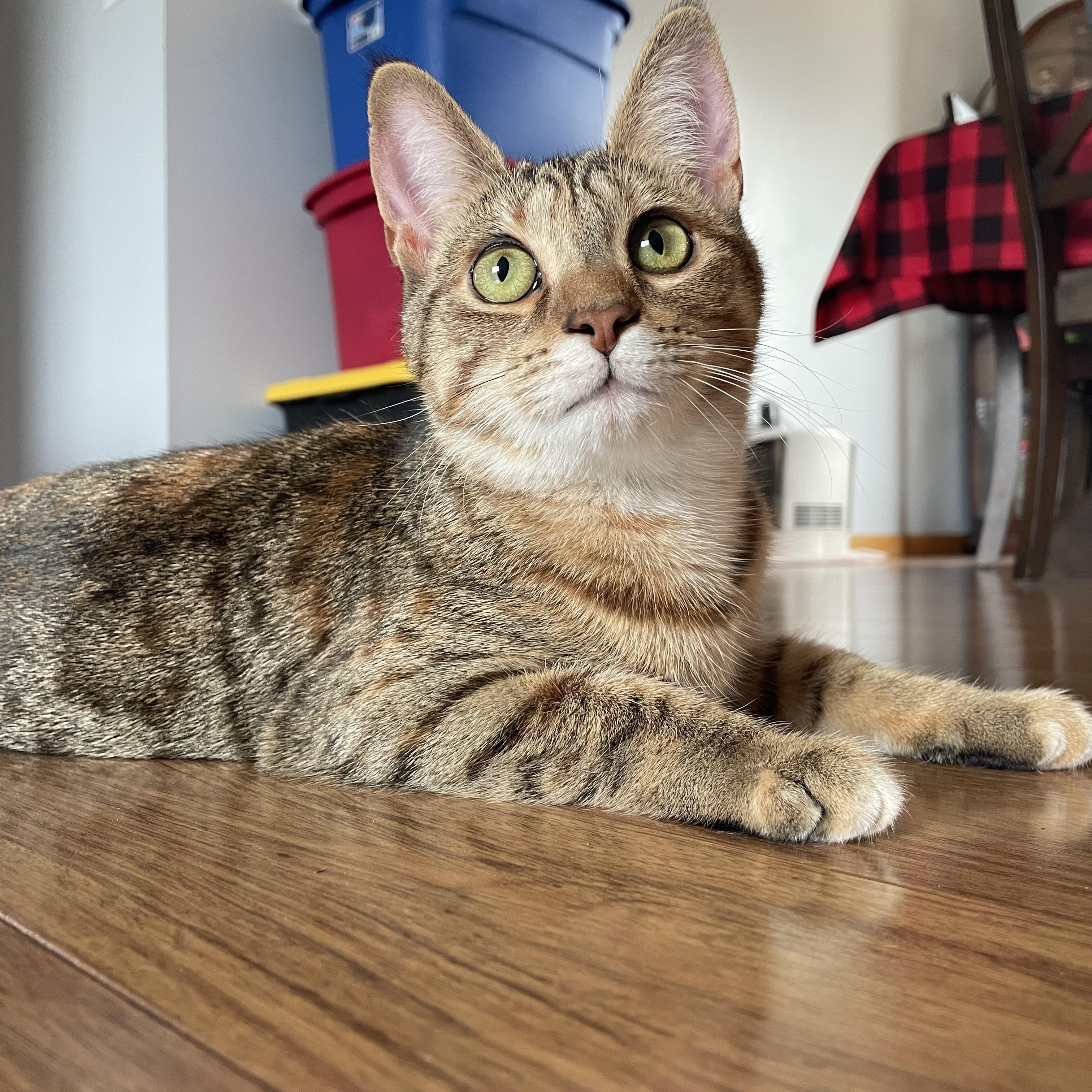 Enlarge Candace, a Adoptable Domestic Short Hair in Grand Rapids, MI image 2/6
