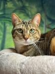 Enlarge Candace, a Adoptable Domestic Short Hair in Grand Rapids, MI image 2/6