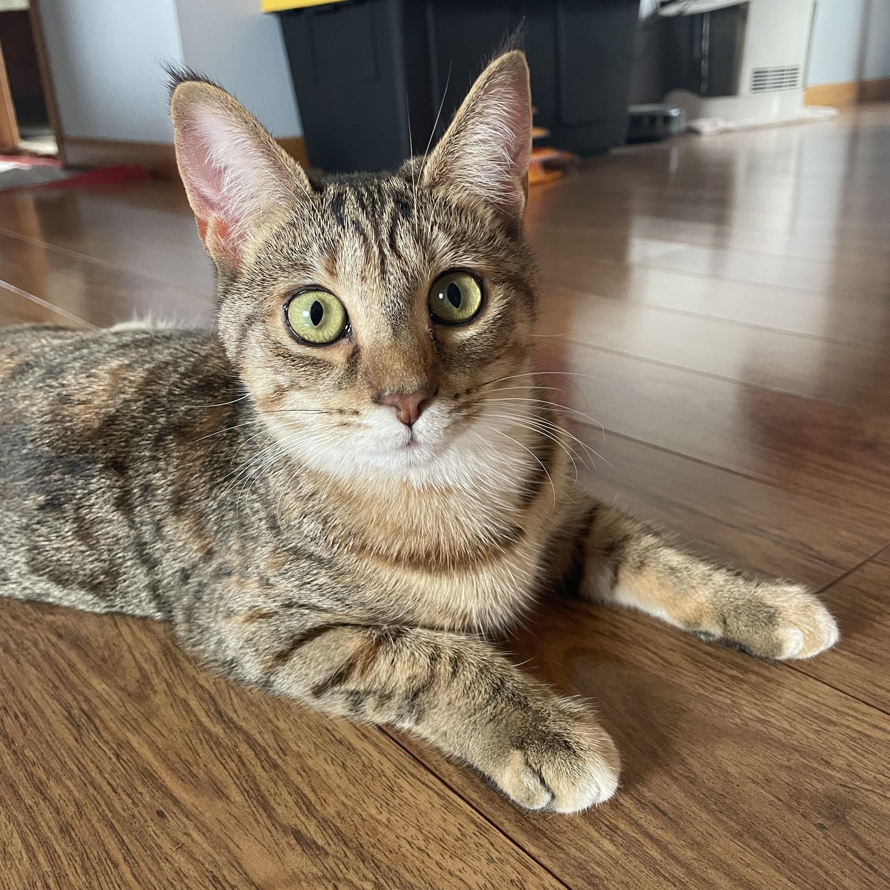 Enlarge Candace, a Adoptable Domestic Short Hair in Grand Rapids, MI image 3/6