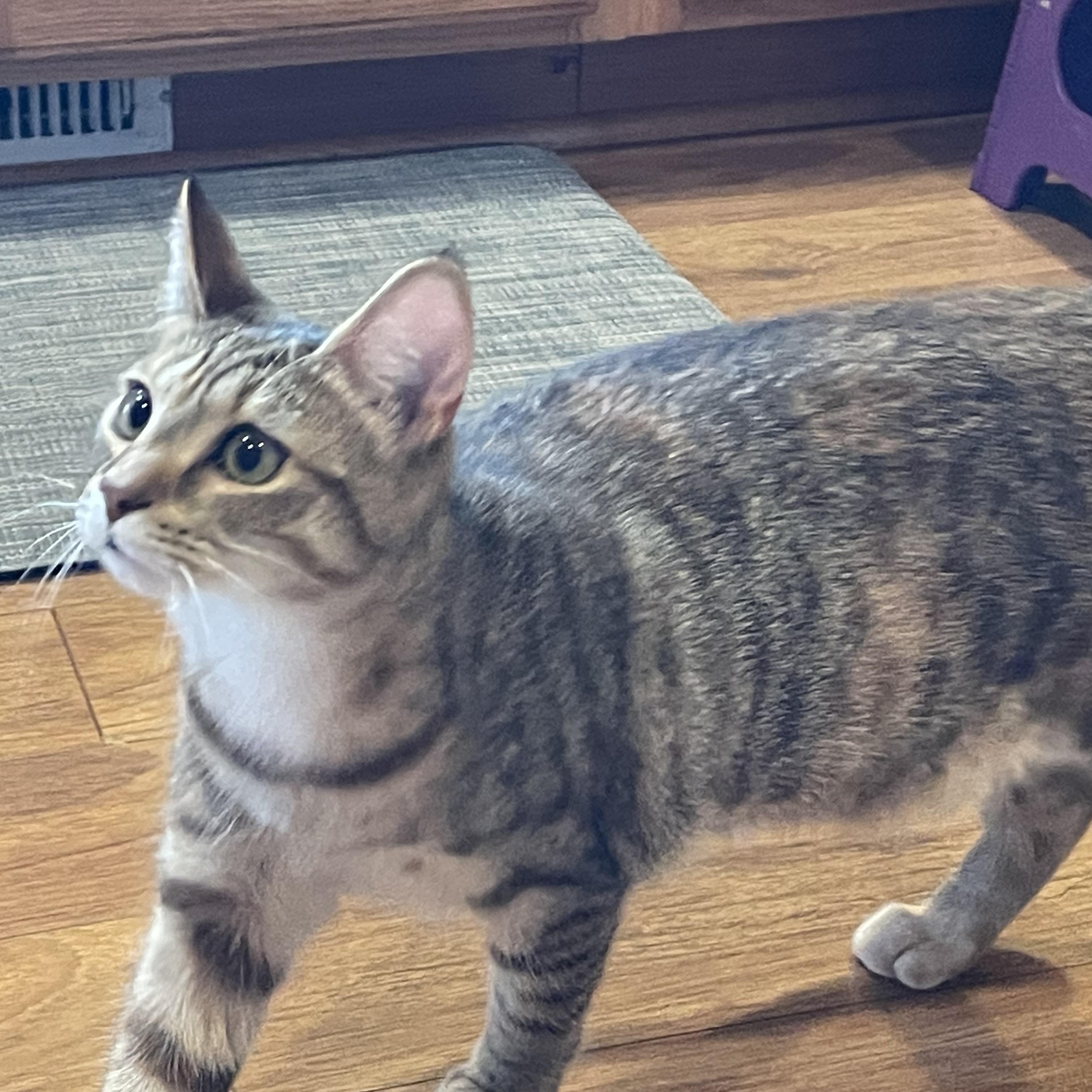 Enlarge Candace, a Adoptable Domestic Short Hair in Grand Rapids, MI image 6/6